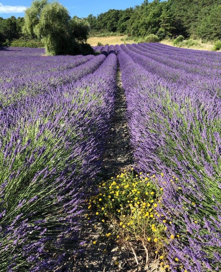 Champs de lavande