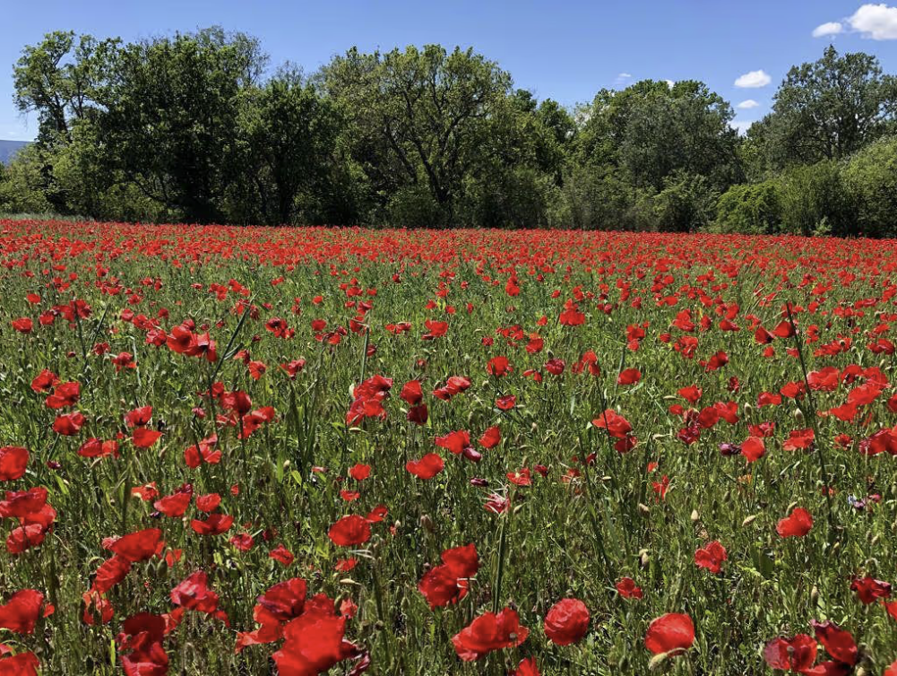 Coquelicots